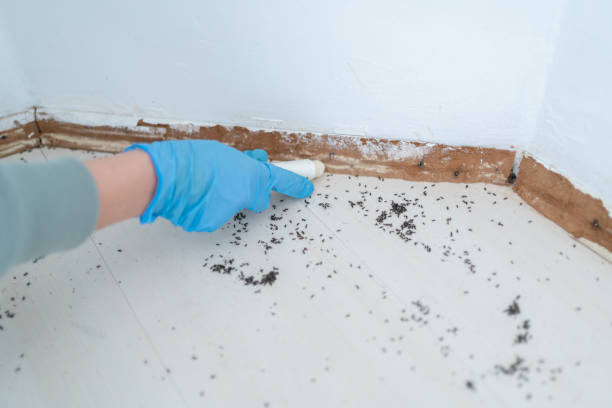Best Pest Removal Services  in Glasgow, MT